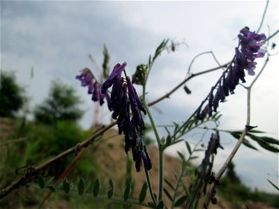 Vogelwicke (Vicia cracca) an einer ehem. Sandgrube in Hockenheim-Talhaus