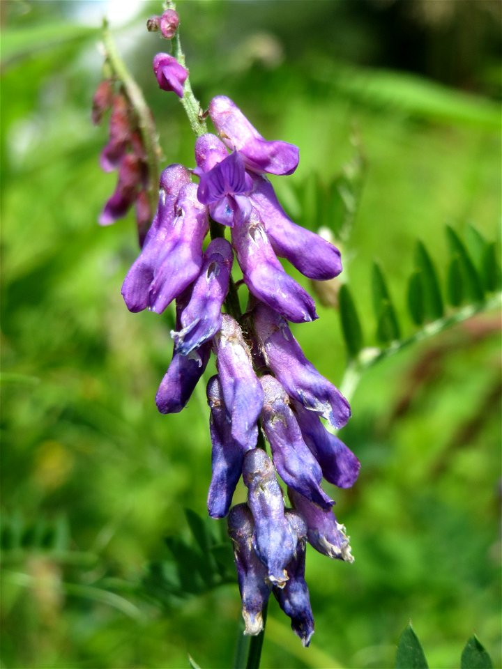 Vogelwicke (Vicia cracca) im Naturschutzgebiet „St. Arnualer Wiesen“