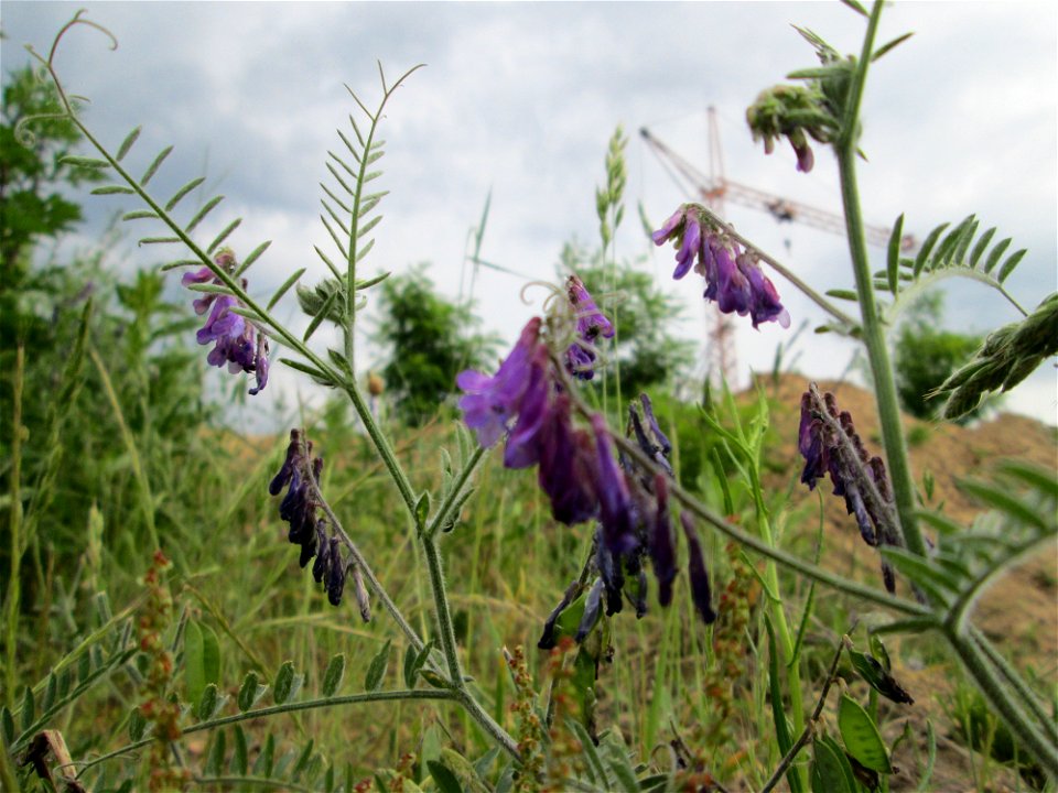 Vogelwicke (Vicia cracca) an einer ehem. Sandgrube in Hockenheim-Talhaus