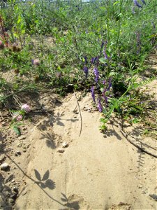 Vogelwicke (Vicia cracca) auf einem Sandplatz in Hockenheim - nach einem Wolkenbruch hat sich ein kleiner Canyon im Sand gebildet
