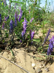 Vogelwicke (Vicia cracca) auf einem Sandplatz in Hockenheim