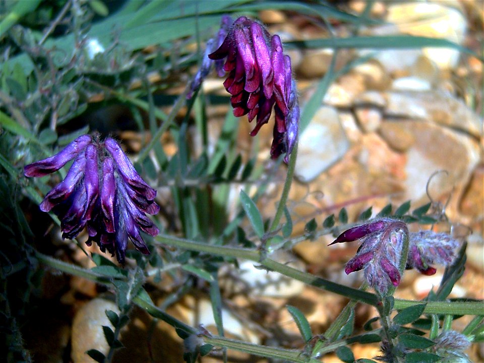 {{Vicia cracca flowers close up, Dehesa Boyal de Puertollano, Spain}}