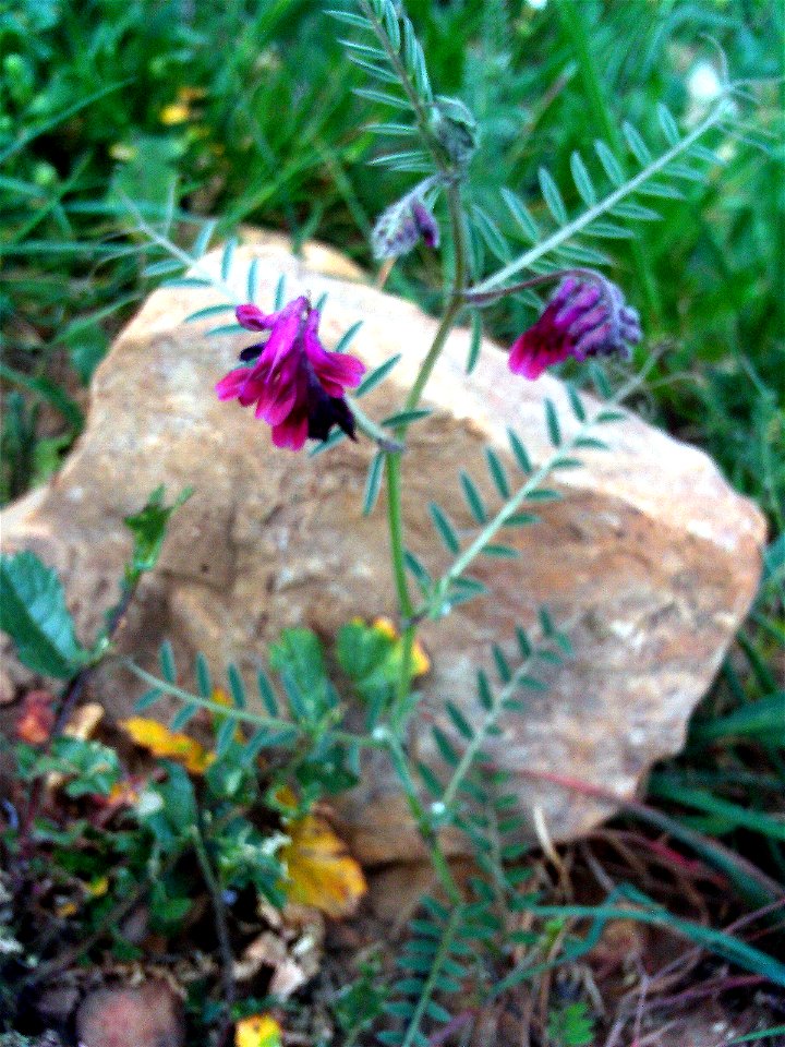 Vicia cracca habit, Dehesa Boyal de Puertollano, Spain