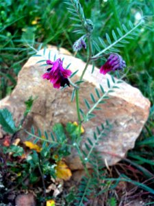 Vicia cracca habit, Dehesa Boyal de Puertollano, Spain