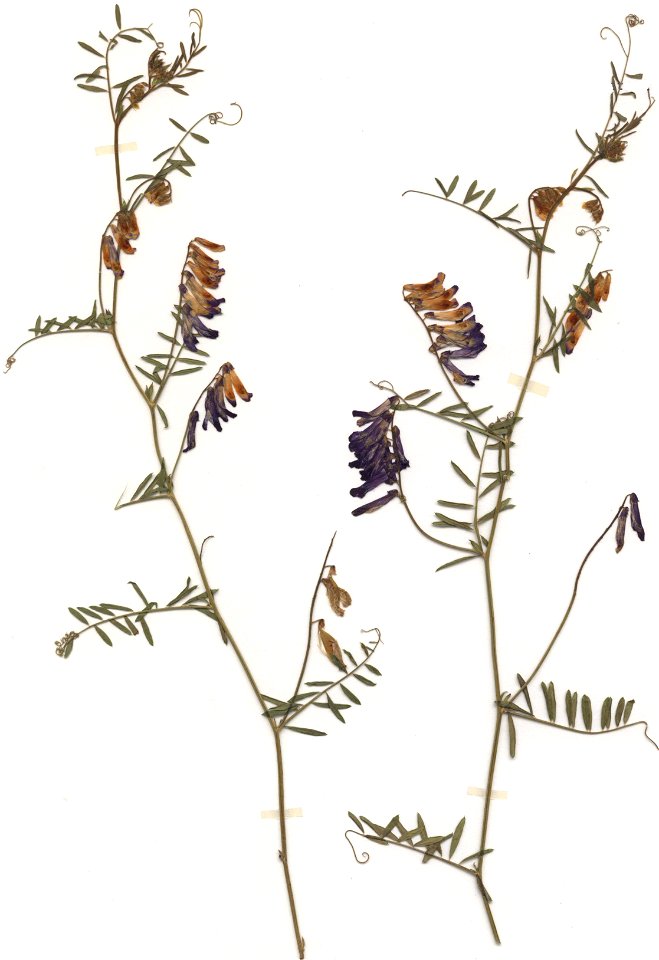 Vicia dasycarpa, eigener Herbarbeleg