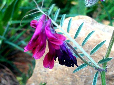 Vicia cracca flowers close up, Dehesa Boyal de Puertollano, Spain