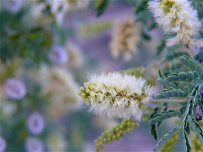 Catclaw Acacia (Acacia greggii) flower) taken in Tucson, AZ 5/14/08