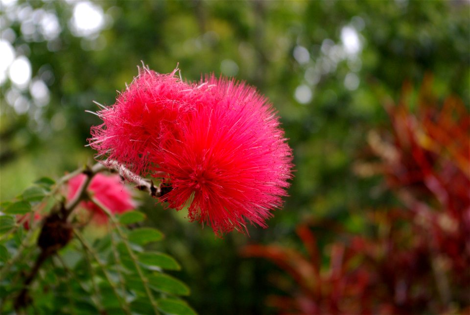 Calliandra haematocephala im Botanischen Garten von Puerto de la Cruz, Teneriffa