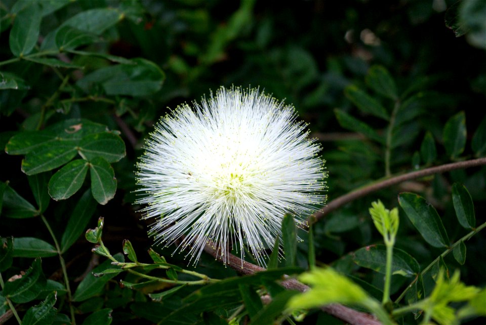 Calliandra haematocephala im Botanischen Garten von Puerto de la Cruz, Teneriffa