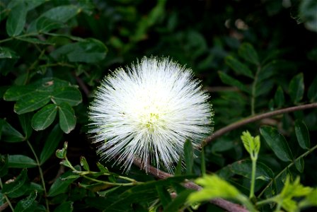 Calliandra haematocephala im Botanischen Garten von Puerto de la Cruz, Teneriffa photo