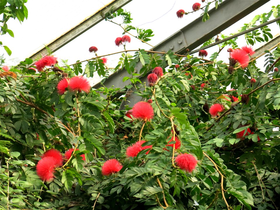Greenhouse of the parc Olbius Riquier - Calliandra haematocephala. Hyères (Var, France).