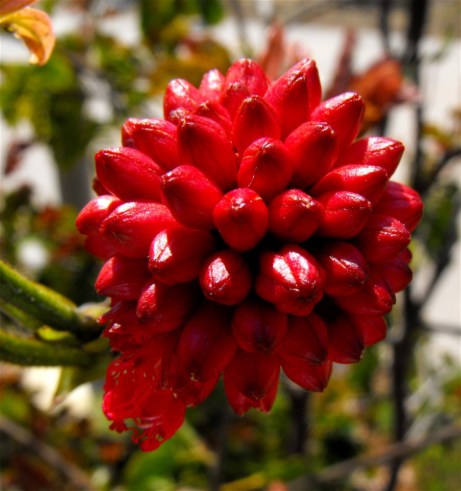 Calliandra haematocephala at the San Diego Botanic Garden in Encinitas, California, USA. Identified by sign. photo