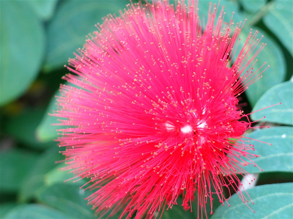Greenhouse of the parc Olbius Riquier - Flower of Calliandra haematocephala. Hyères (Var, France).