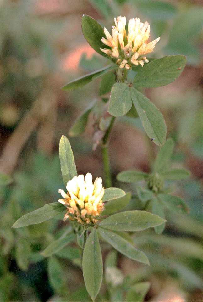 Ägyptische Klee (Trifolium alexandrinum) in Unterfranken.