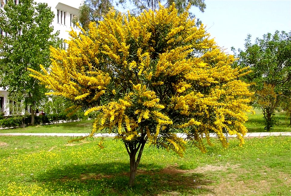 Zeynel Cebeci. An Acacia cyanophylla (Kıbrıs Akasyası)tree at the Çukurova University Campus in Adana - Turkey.