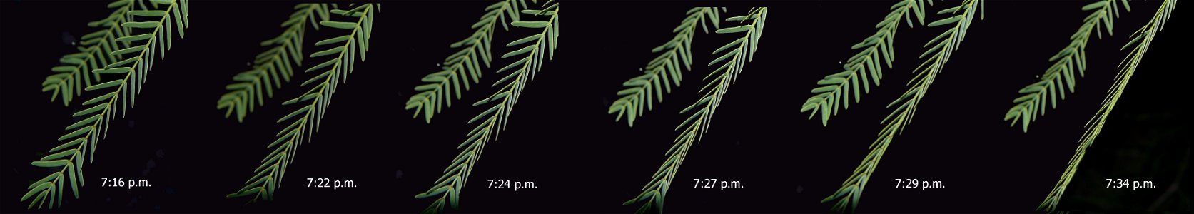 Composite picture of a Velvet Mesquite leaf (Prosopis velutina) as it folds up for the night in response to diminished light.