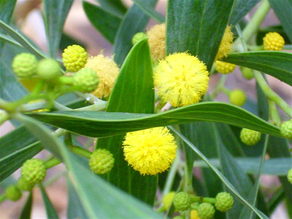 Acacia saligna close up, invasive plant, La Mata, Torrevieja, Alicante, Spain.