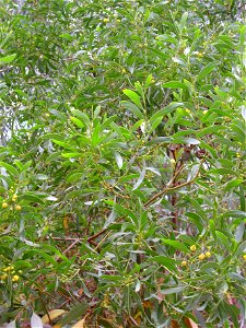 Acacia saligna Habitus, invasive plant, La Mata, Torrevieja, Alicante, Spain.