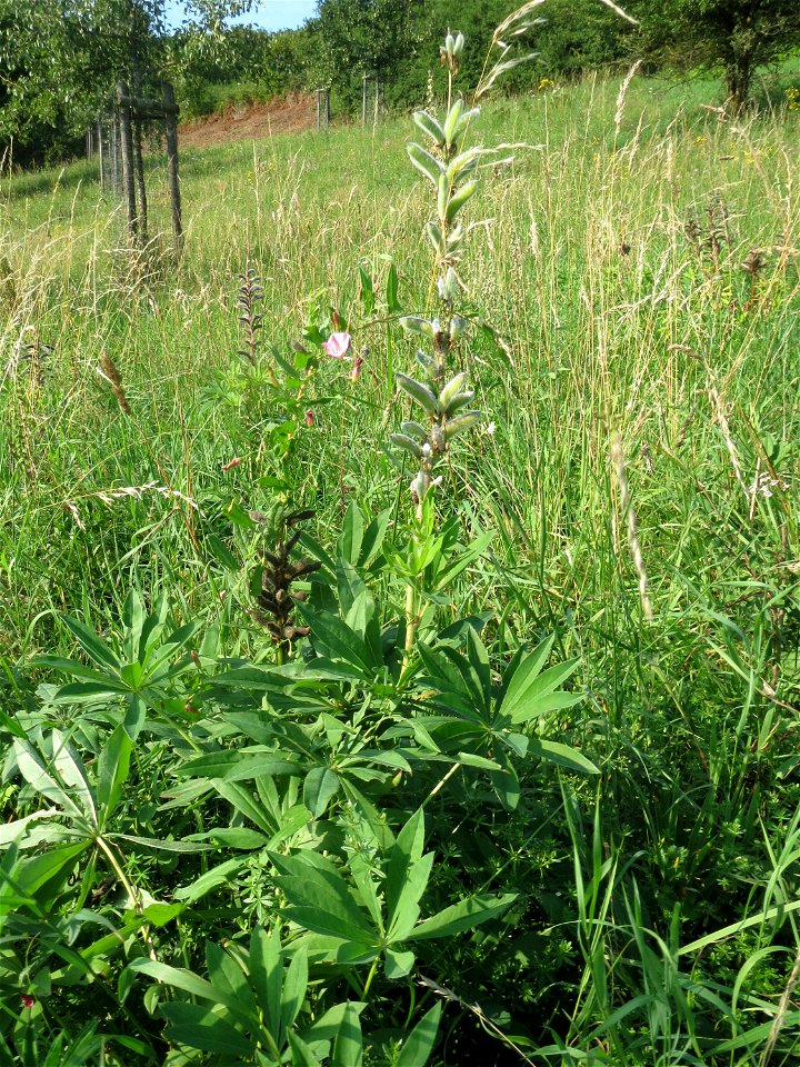 Vielblättrige Lupine (Lupinus polyphyllus) am Schalkenmehrener Maar