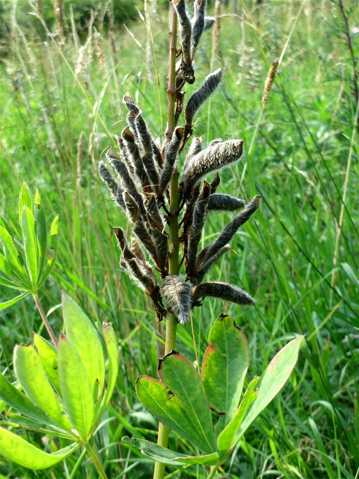 Vielblättrige Lupine (Lupinus polyphyllus) am Schalkenmehrener Maar