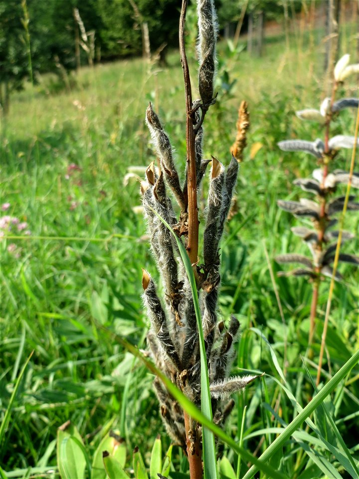 Vielblättrige Lupine (Lupinus polyphyllus) am Schalkenmehrener Maar