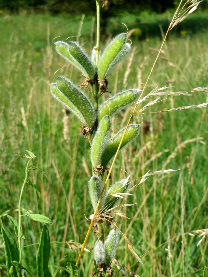 Vielblättrige Lupine (Lupinus polyphyllus) am Schalkenmehrener Maar