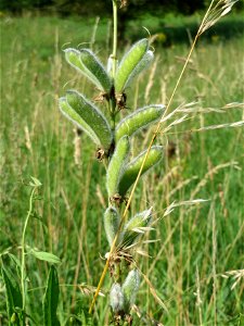 Vielblättrige Lupine (Lupinus polyphyllus) am Schalkenmehrener Maar