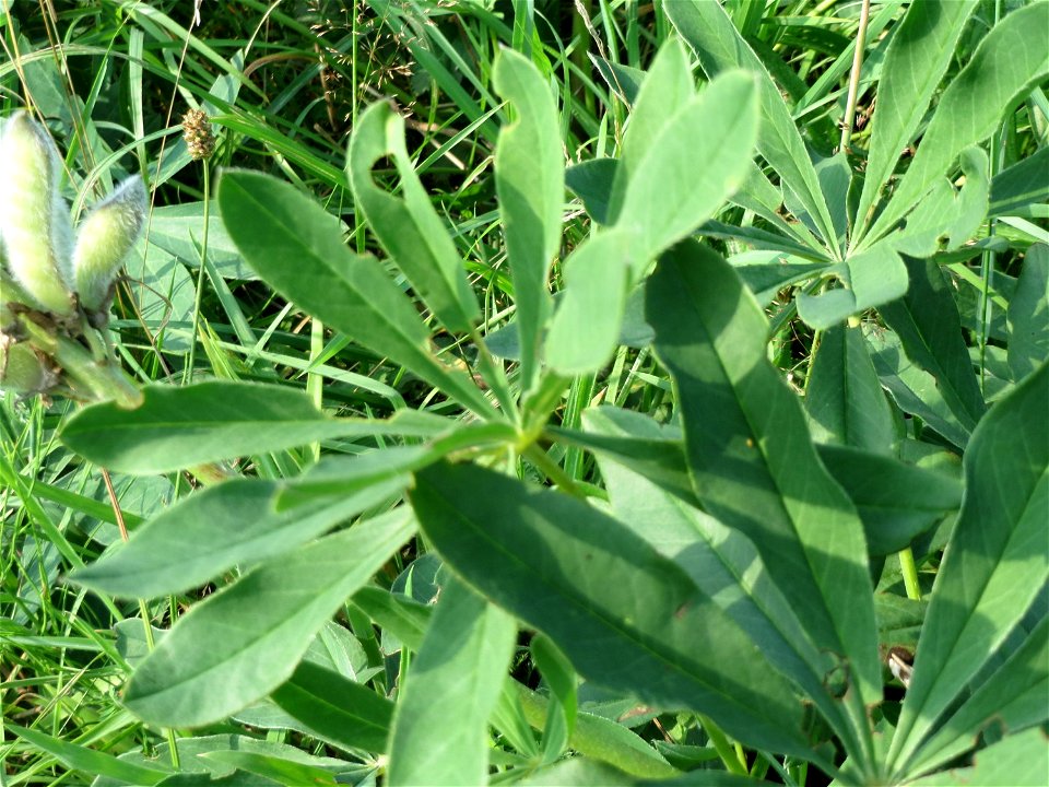 Vielblättrige Lupine (Lupinus polyphyllus) am Schalkenmehrener Maar