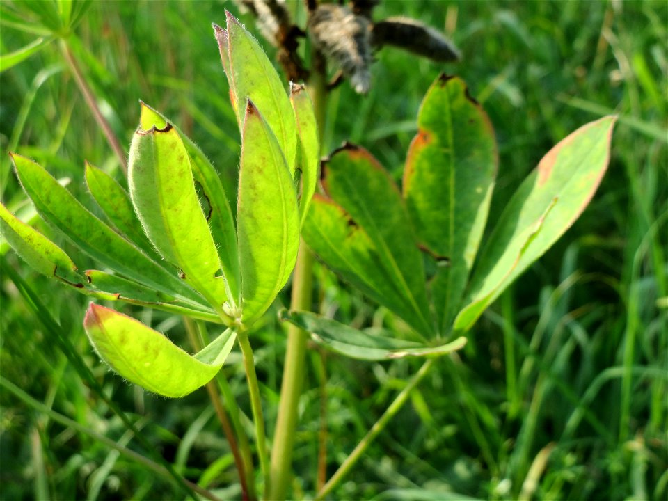 Vielblättrige Lupine (Lupinus polyphyllus) am Schalkenmehrener Maar