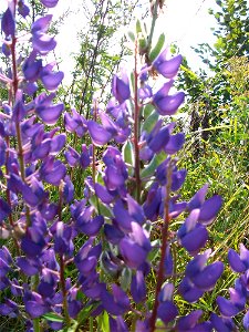 Vielblättrige Lupine (Lupinus polyphyllus) am Schalkenmehrener Maar