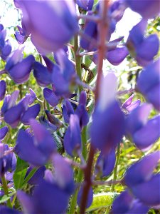 Vielblättrige Lupine (Lupinus polyphyllus) am Schalkenmehrener Maar