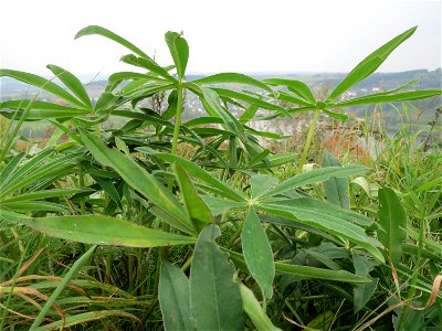 Vielblättrige Lupine (Lupinus polyphyllus) oberhalb vom Schalkenmehrener Maar