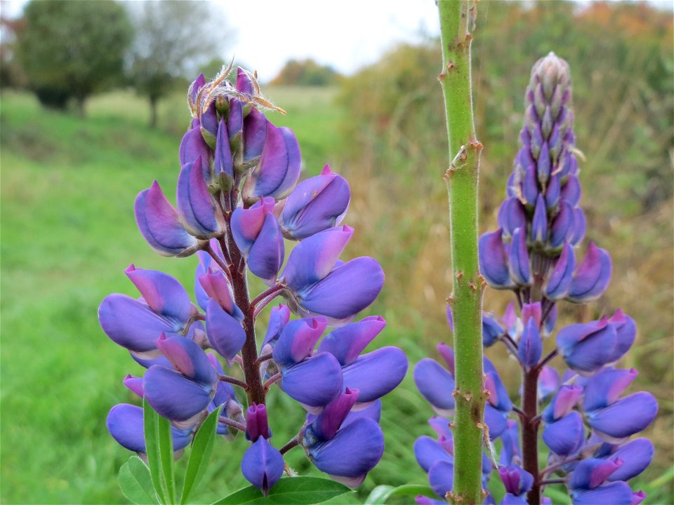 Vielblättrige Lupine (Lupinus polyphyllus) oberhalb vom Schalkenmehrener Maar