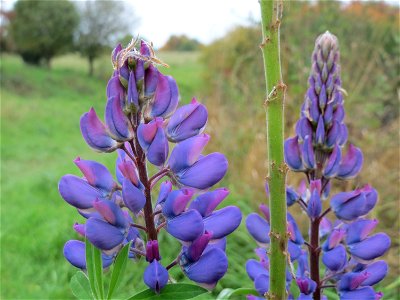 Vielblättrige Lupine (Lupinus polyphyllus) oberhalb vom Schalkenmehrener Maar