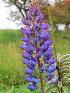 Vielblättrige Lupine (Lupinus polyphyllus) oberhalb vom Schalkenmehrener Maar