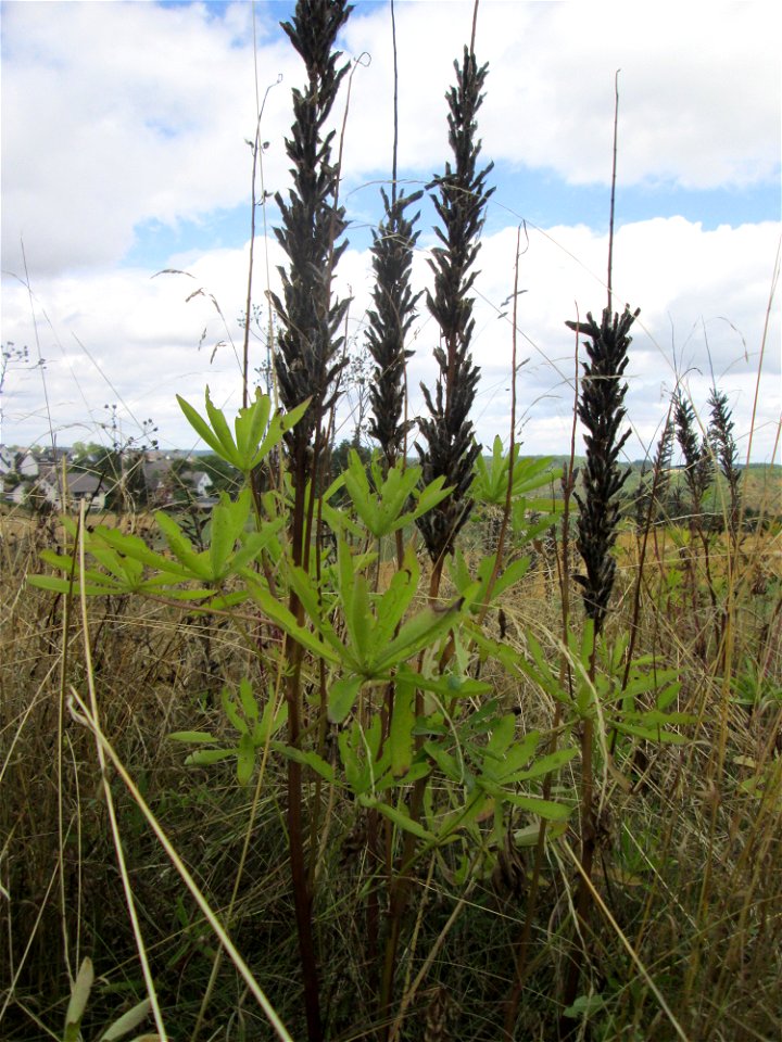 Vielblättrige Lupine (Lupinus polyphyllus) im Naturschutzgebiet Falkenlay bei Kennfus