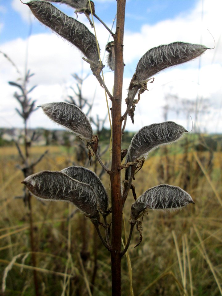 Vielblättrige Lupine (Lupinus polyphyllus) im Naturschutzgebiet Falkenlay bei Kennfus