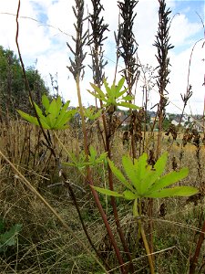 Vielblättrige Lupine (Lupinus polyphyllus) im Naturschutzgebiet Falkenlay bei Kennfus