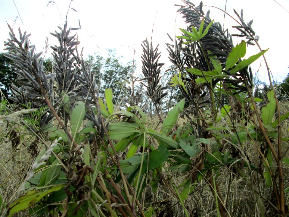 Vielblättrige Lupine (Lupinus polyphyllus) im Naturschutzgebiet Falkenlay bei Kennfus