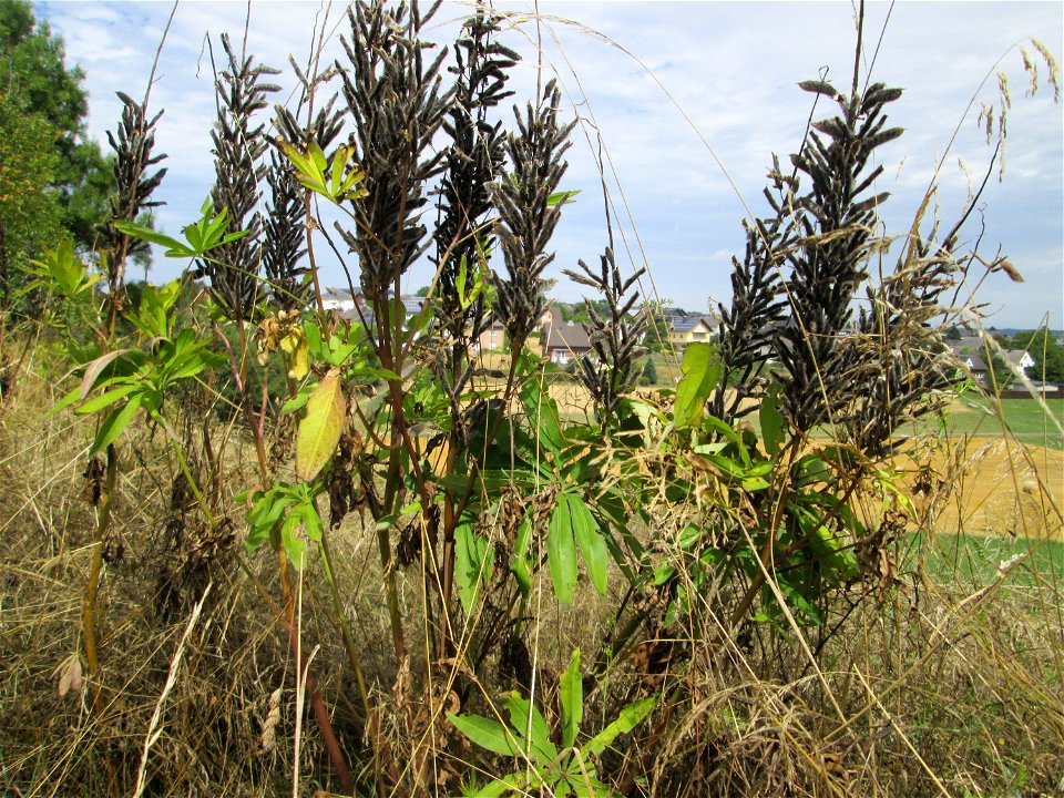 Vielblättrige Lupine (Lupinus polyphyllus) im Naturschutzgebiet Falkenlay bei Kennfus