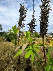 Vielblättrige Lupine (Lupinus polyphyllus) im Naturschutzgebiet Falkenlay bei Kennfus
