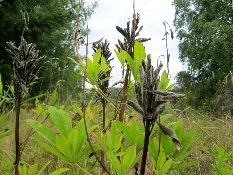 Vielblättrige Lupine (Lupinus polyphyllus) an der alten Tuffgrube bei Kennfus