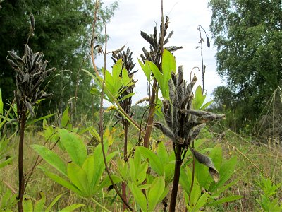 Vielblättrige Lupine (Lupinus polyphyllus) an der alten Tuffgrube bei Kennfus