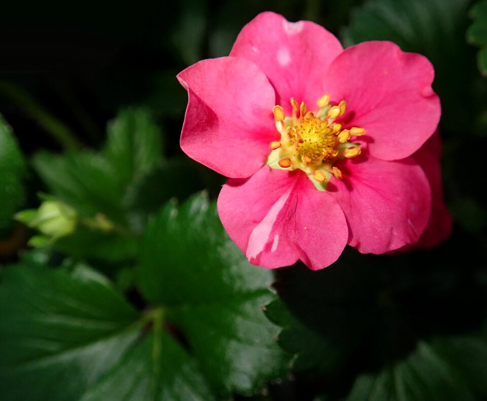 Strawberry plant garden nature