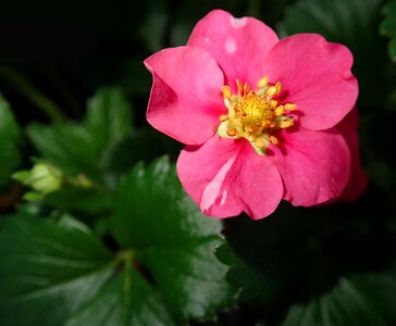 Strawberry plant garden nature