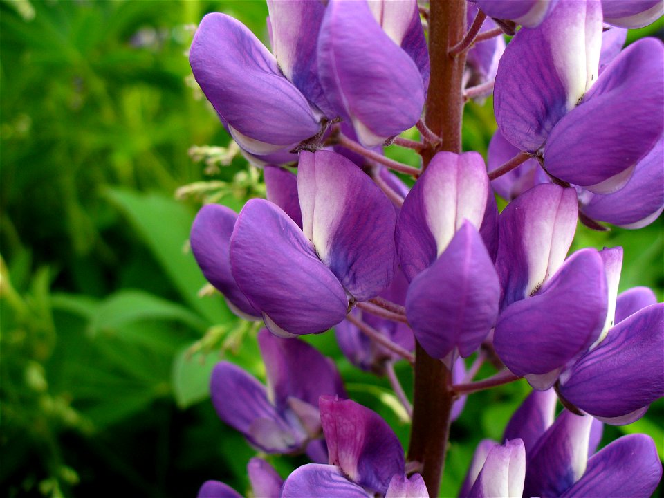 I am the originator of this photo. I hold the copyright. I release it to the public domain. This photo depicts flowers.