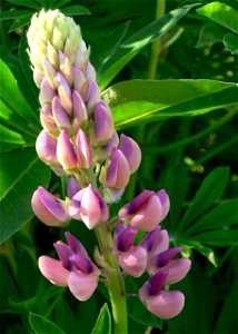Image title: Lupine pink Image from Public domain images website, http://www.public-domain-image.com/full-image/flora-plants-public-domain-images-pictures/flowers-public-domain-images-pictures/lupine- photo