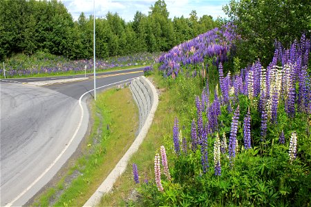 Lupins by a roundabout at Gjøvik. photo