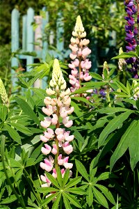 Люпин розовый (Lupinus (Pink color))