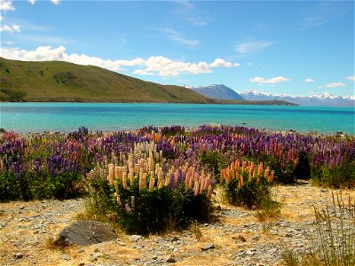 Lupins are considered weeds in New Zealand photo